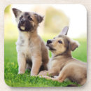 Search for german shepherd coasters Park