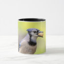 Search for blue jays mugs Wildlife