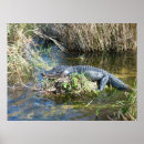 Search for croc posters Everglades