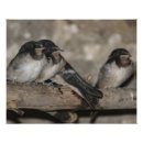 Search for swallow art Bird