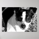 Search for rats posters Dogs