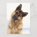 Search for funny german postcards Dogs
