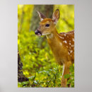 Search for whitetail deer posters Nature