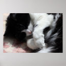 Search for tuxedo cat posters Cute