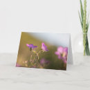 Search for geranium cards Blossom