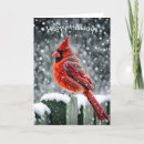 Search for fencing christmas cards Cardinal