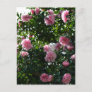 Search for camellia postcards Japan