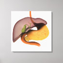 Search for human digestive system posters Square image