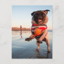 Search for beach ball postcards Dog