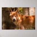 Search for dingo posters Australia