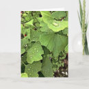 Search for gingko Green