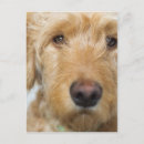 Search for mixed breed postcards Animal
