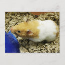 Search for shelter postcards Rescue