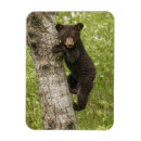 Search for black bear magnets Cub
