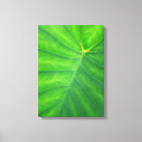 Search for elephant canvas prints Nature