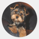 Search for yorkshire stickers Yorkie