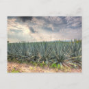 Search for agave postcards Distillation