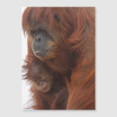 Search for orangutan cards Nature