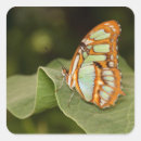 Search for perching stickers Insect