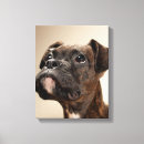 Search for single looking photography One animal