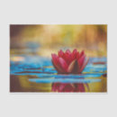 Search for lotus flower tissue paper Water lily