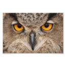 Search for owl paintings posters Eyes