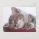 Search for sleeping kitten Animal body part