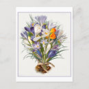 Search for spring crocus postcards Floral