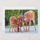 Search for fire island cards Deer