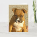 Search for akc cards Terrier