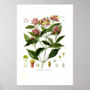 Search for clove posters Vintage