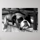Search for boxer dog posters Canine