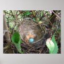 Search for robin egg art Photography