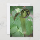 Search for jacks postcards Nature