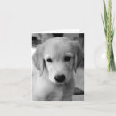Search for puppy cards Adorable