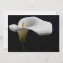 Search for calla lilies thank you cards Flower