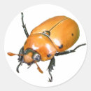 Search for beetle stickers Entomology