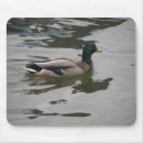 Search for mallards mousepads Duck