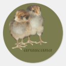 Search for ornithology stickers Birds