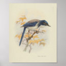 Search for blue feathers posters Colour