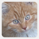 Search for red hair stickers Cat