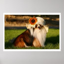 Search for shelties posters Canine