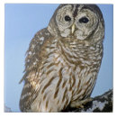 Search for perching tiles Usa
