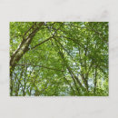 Search for spring leaves postcards Nature