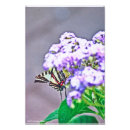 Search for zebra purple posters Stripes