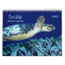 Search for two starfish Turtle
