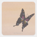 Search for swallowtail stickers Pretty