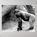 Search for black and white monkey art Nature