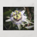 Search for passiflora Beautiful