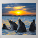 Search for bottlenose posters Nature